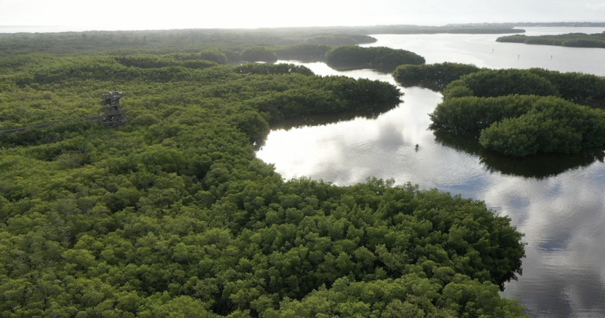 Florida’s Prehistoric People Revealed: A tour of Weedon Island Preserve [Video]