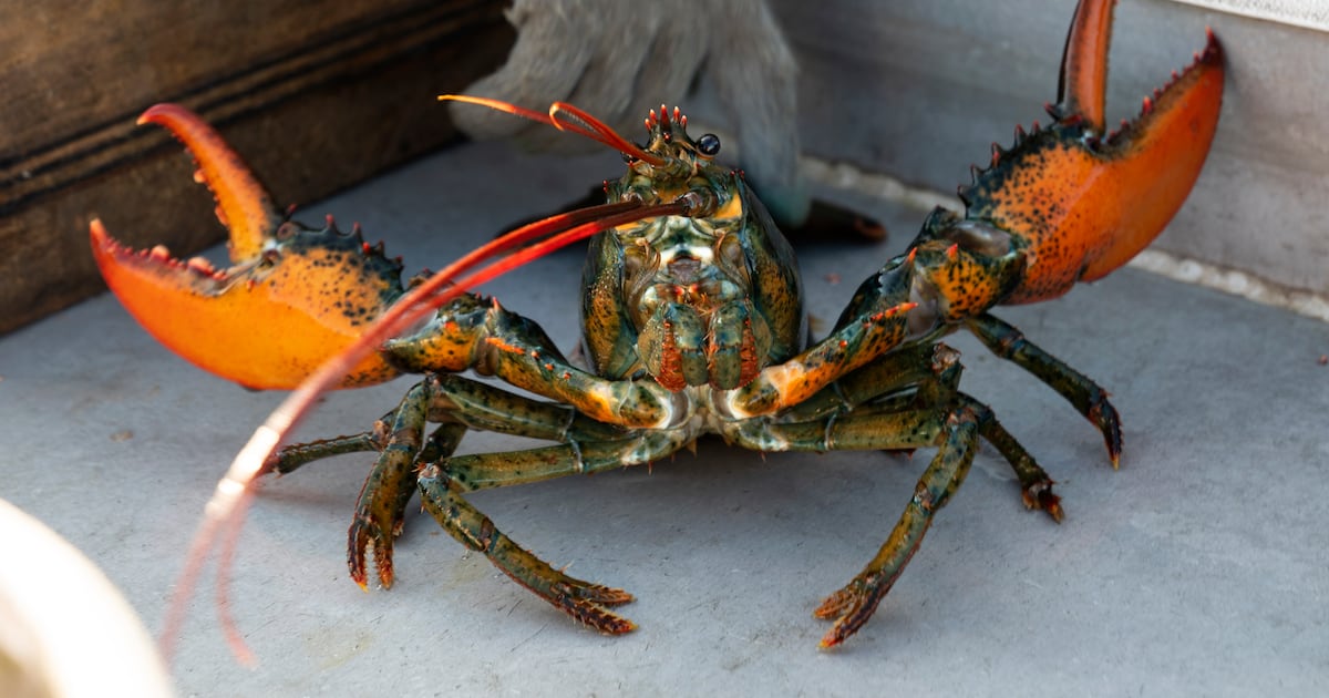 US lobster catch drops as crustaceans migrate to colder Canadian waters  Boston 25 News [Video]