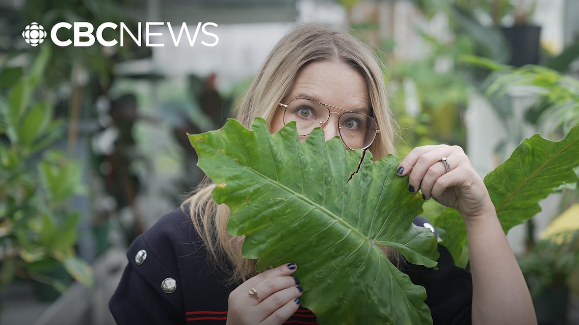 Why are plants leaking water when it gets too hot? [Video]