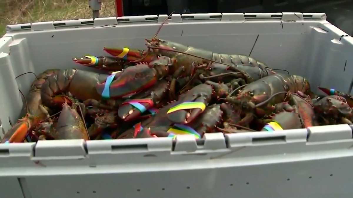 US lobster catch drops as they migrate to colder Canadian waters [Video]