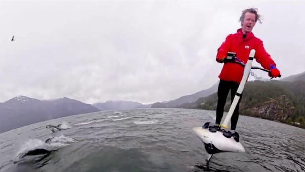 ‘This is insane!’ B.C. man gets en-dolphin rush as pod joins him for skim on the ocean [Video]