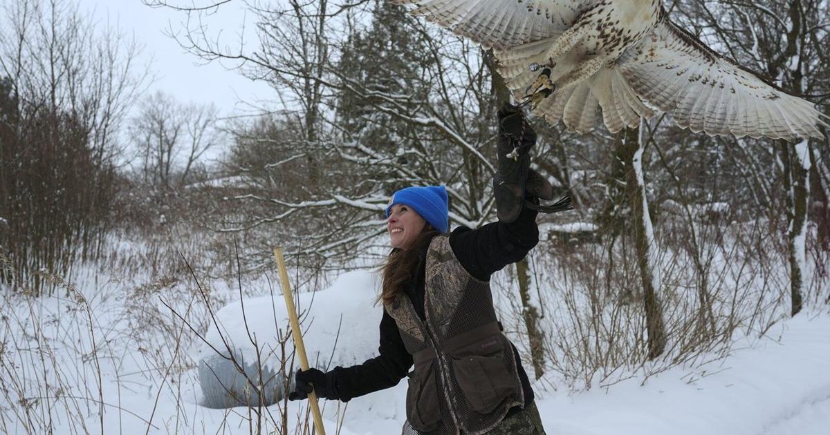 Midwest winters are changing. So is the ancient sport of falconry [Video]