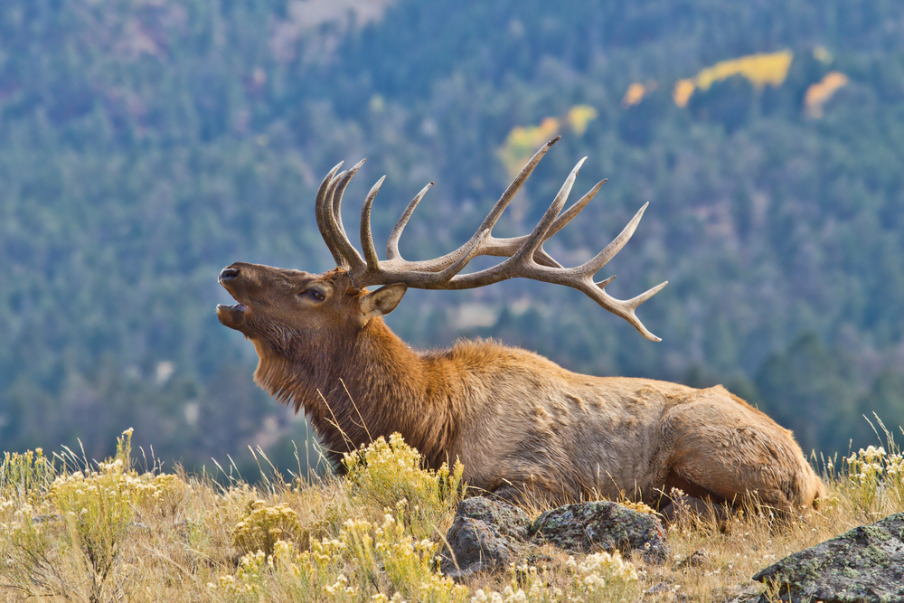 Fish and wildlife officers free bull elk severely tangled in wire fencing [Video]