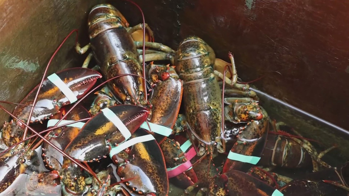 US lobster catch drops as crustaceans move to colder Canadian waters [Video]