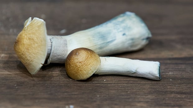 Use of psychedelics is on the rise in Canada. Doctors are starting to look at long-term risks, benefits [Video]