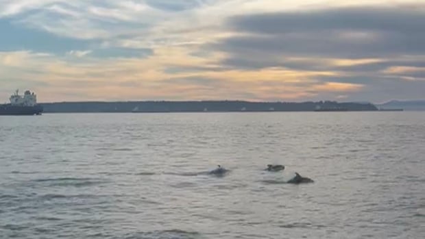 Rare dolphin sighting delights West Vancouver onlookers [Video]