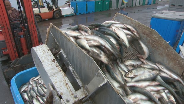 Fishermen frustrated after DFO extends gulf herring moratorium by 2 years [Video]