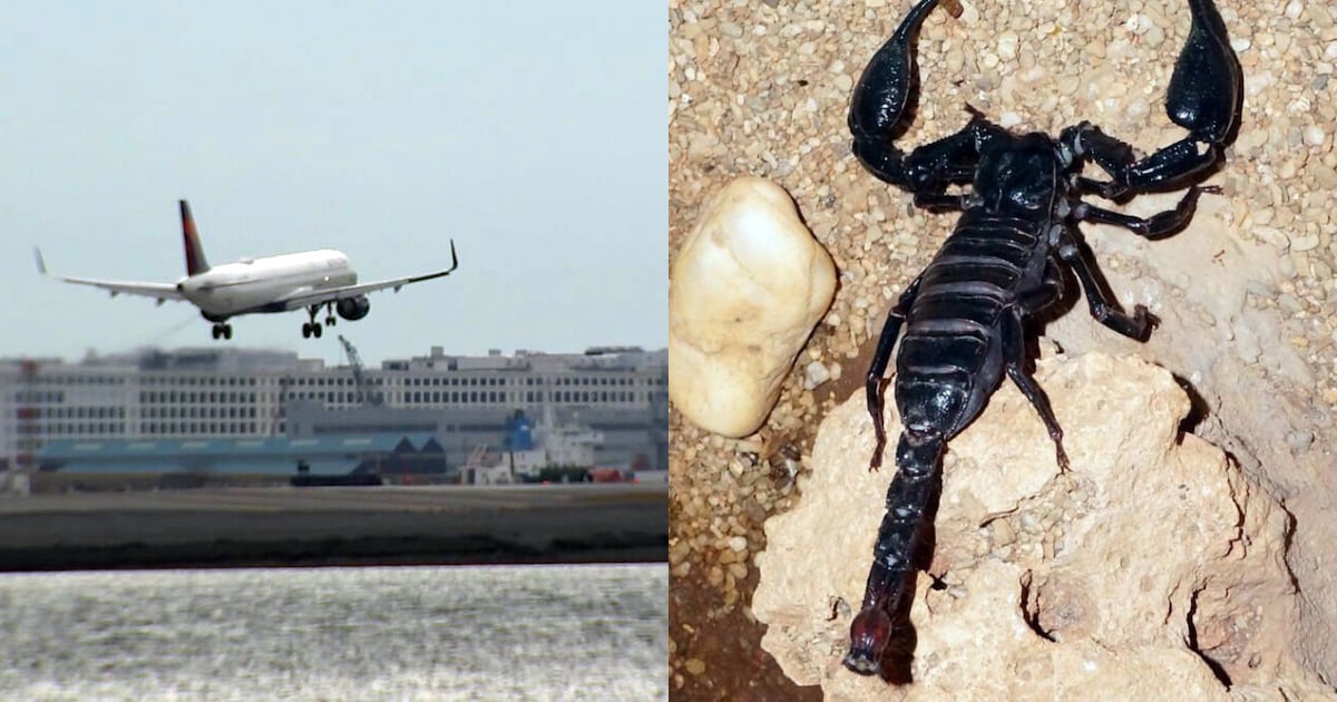 Woman hospitalized after being stung by scorpion at Bostons Logan Airport, police say  Boston 25 News [Video]