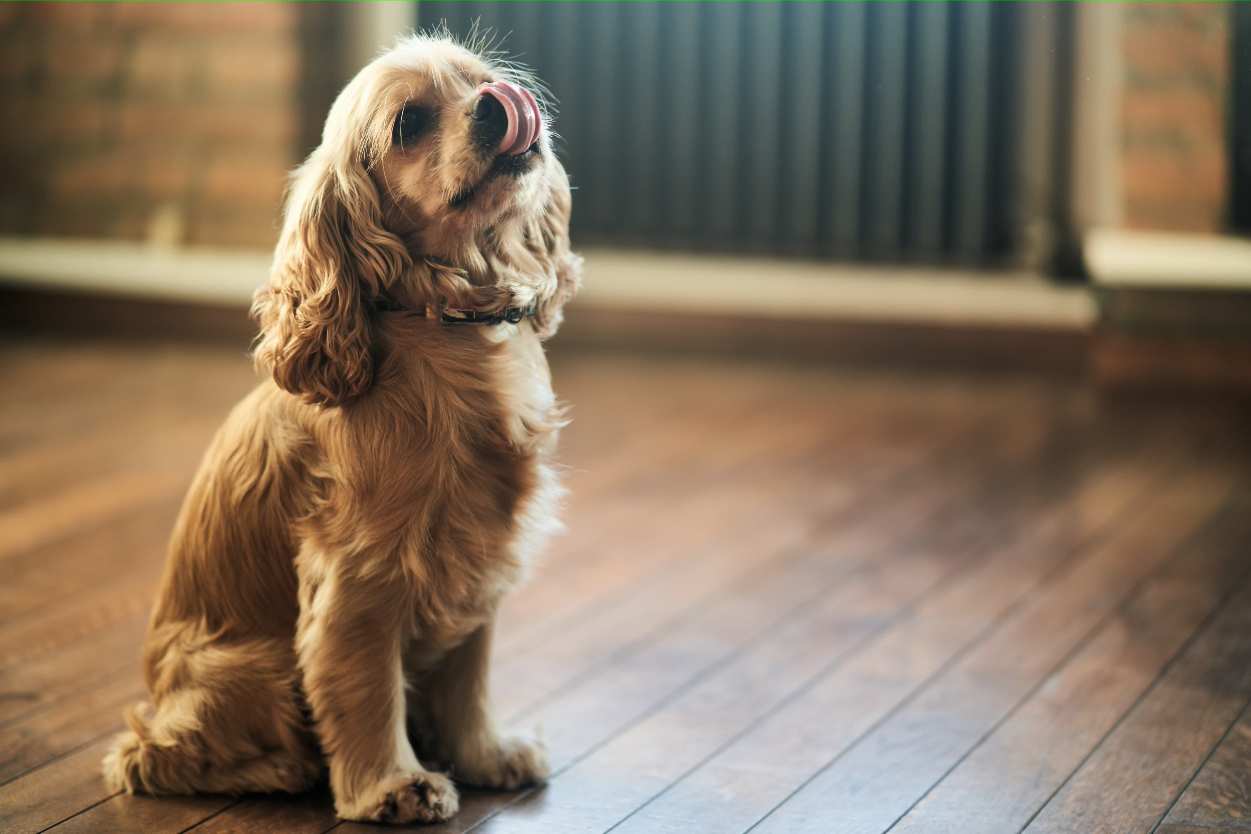 Reason Why Dog Owner Can’t ‘Ever Leave the House Again’ Melts Hearts [Video]