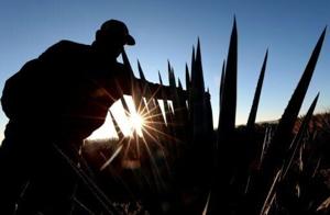 Trump tariffs leave Mexican tequila producers with sour taste [Video]