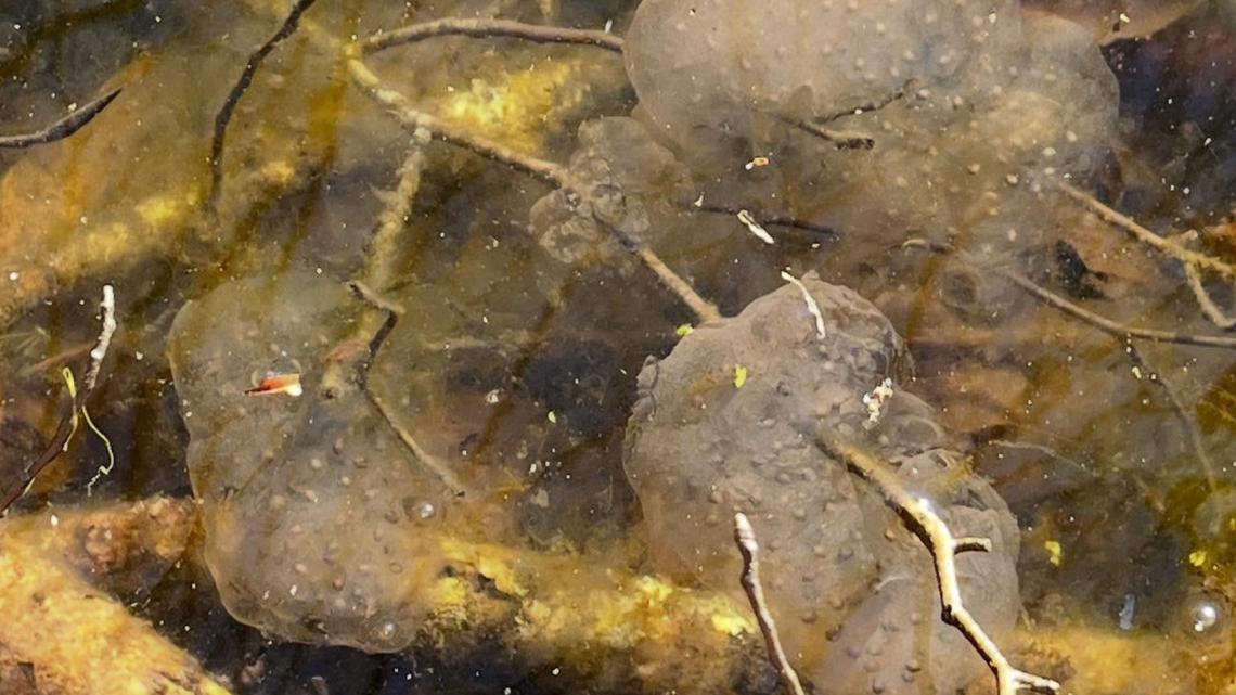 Ijams Nature Center finds spotted salamander eggs [Video]