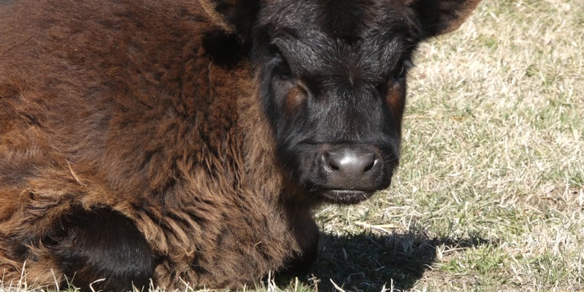 Shes like our family: Calf found abandoned in dumpster thrives with new loving family [Video]