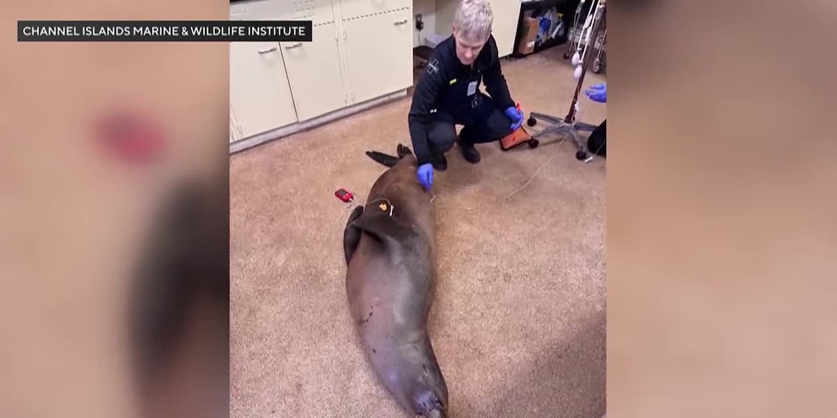 Man faces felony charges for allegedly beating sea lion with stick [Video]