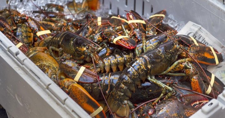 From lobsters to oil and gas: Maritime businesses unsure of U.S. tariff impact [Video]