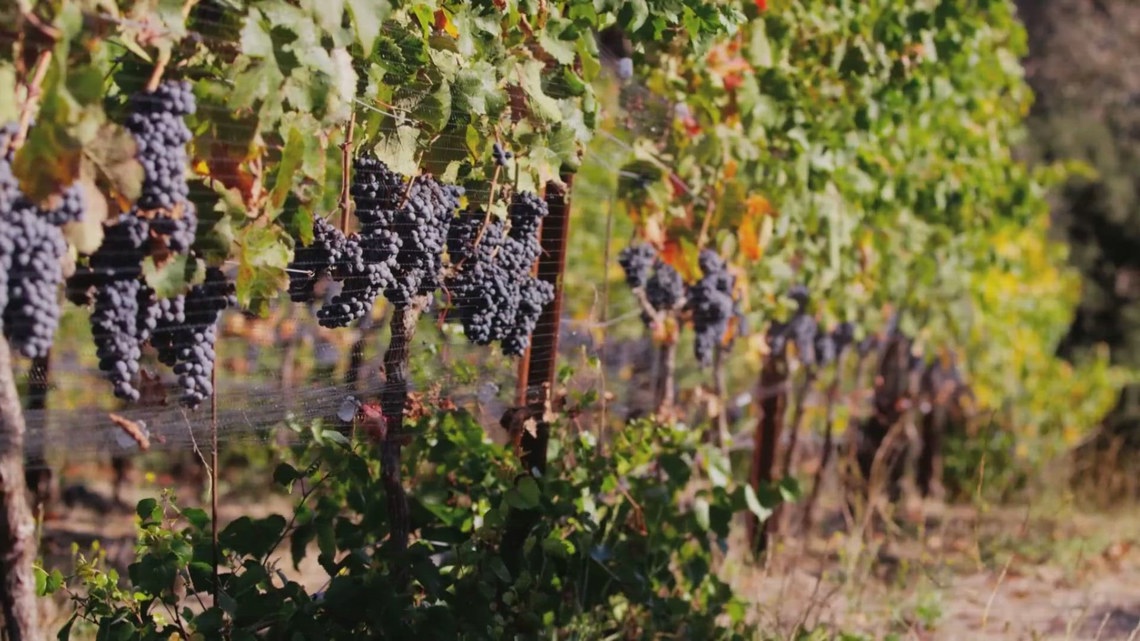 Canada pulls California wines amid US trade tariffs [Video]