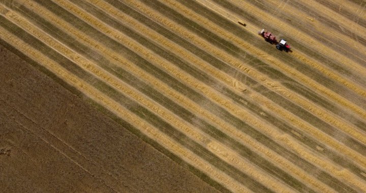 Canadian, U.S. farmers expect big fertilizer bills amid Trump trade war - National [Video]