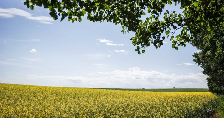 Retaliatory Chinese tariffs set to hit Canadian canola farmers - National [Video]