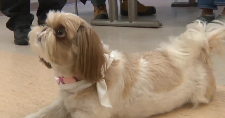 Good pets making a difference by volunteering at Alberta Health Services sites [Video]