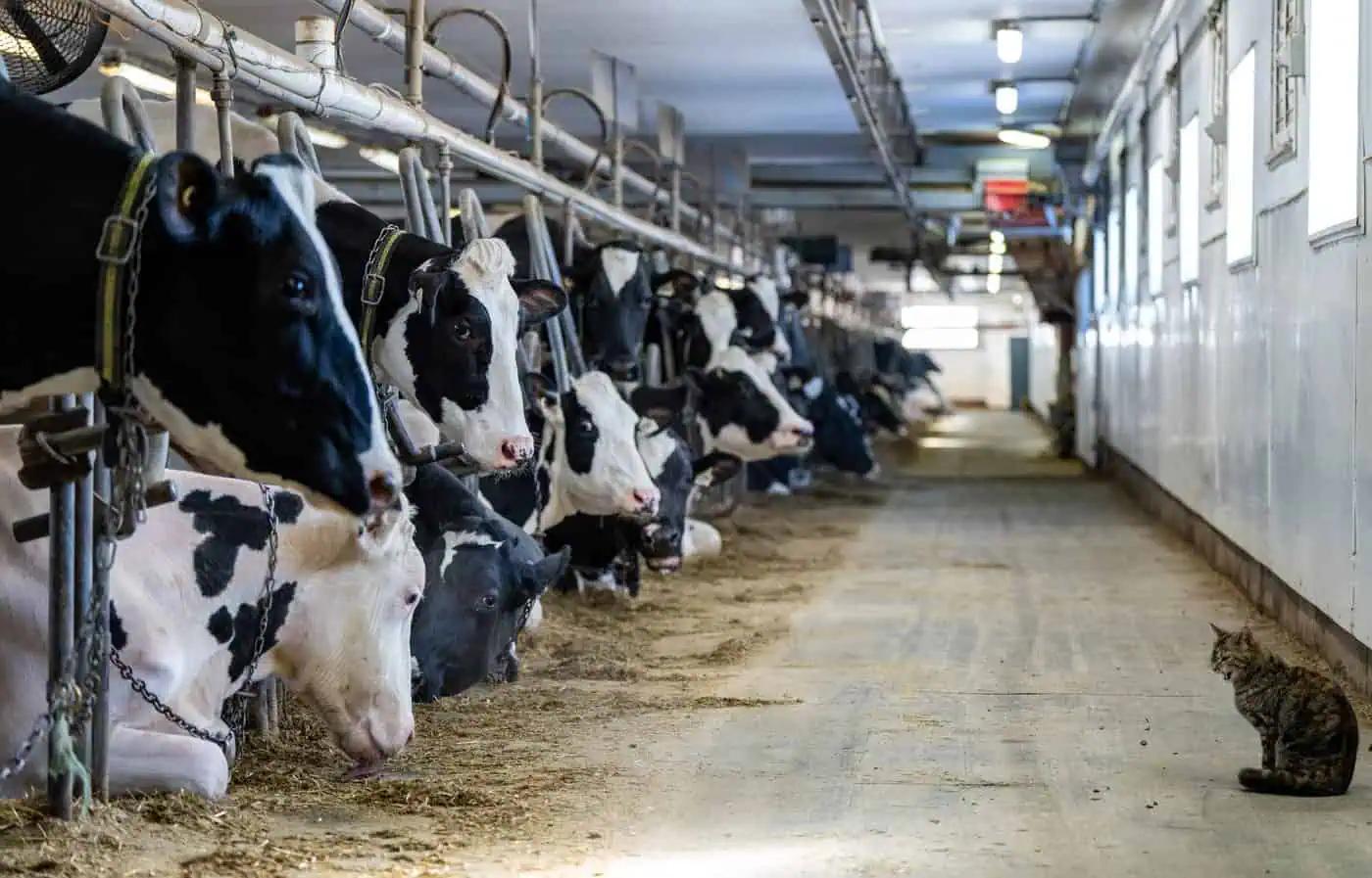 Canada’s dairy industry says tariffs less scary than threats to supply management [Video]