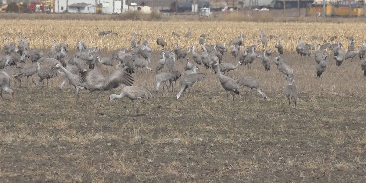 Thousands of Sandhill Cranes taking over the Platte River Valley [Video]