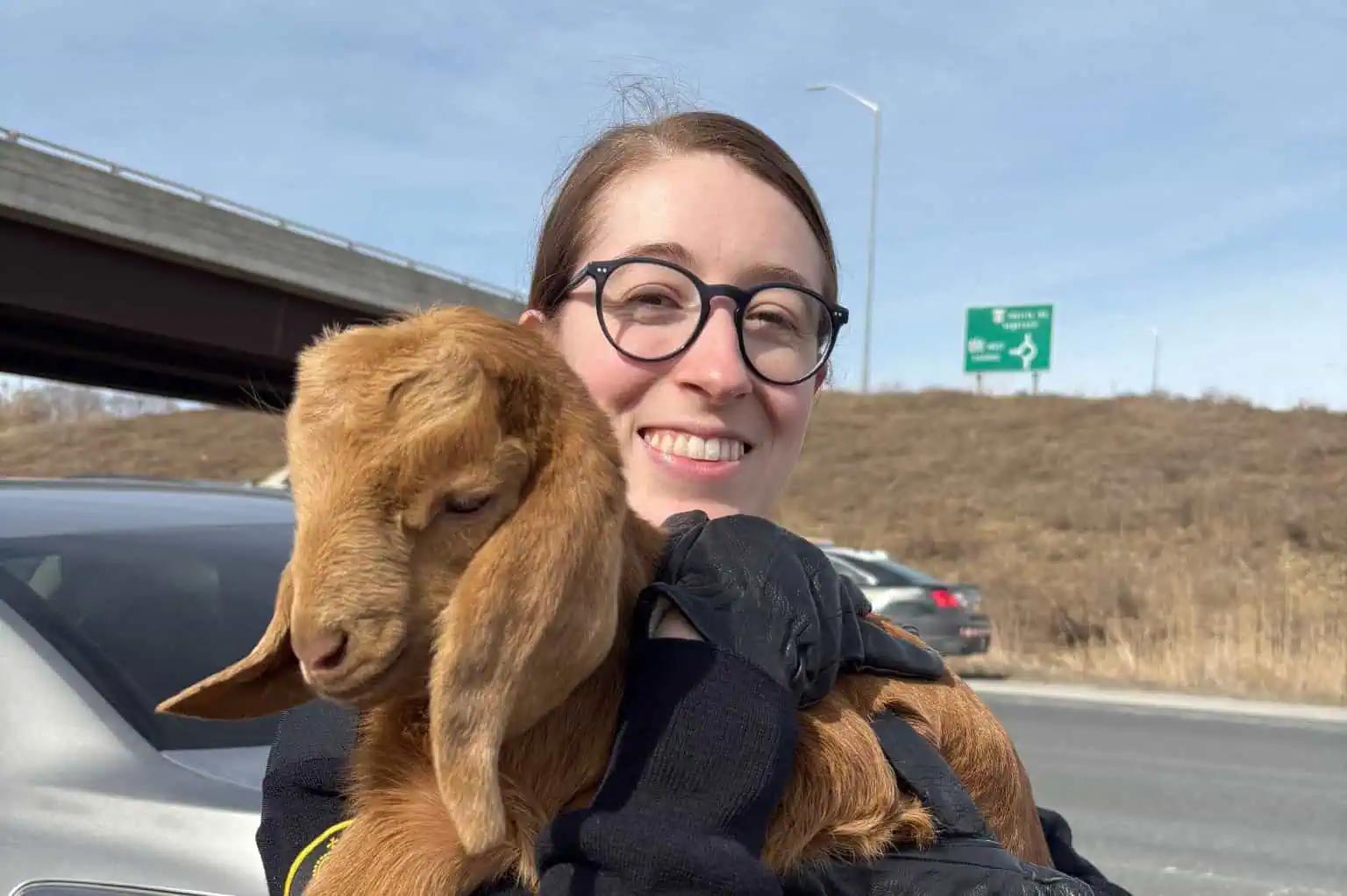 Goats involved in Highway 401 crash in Ontario [Video]