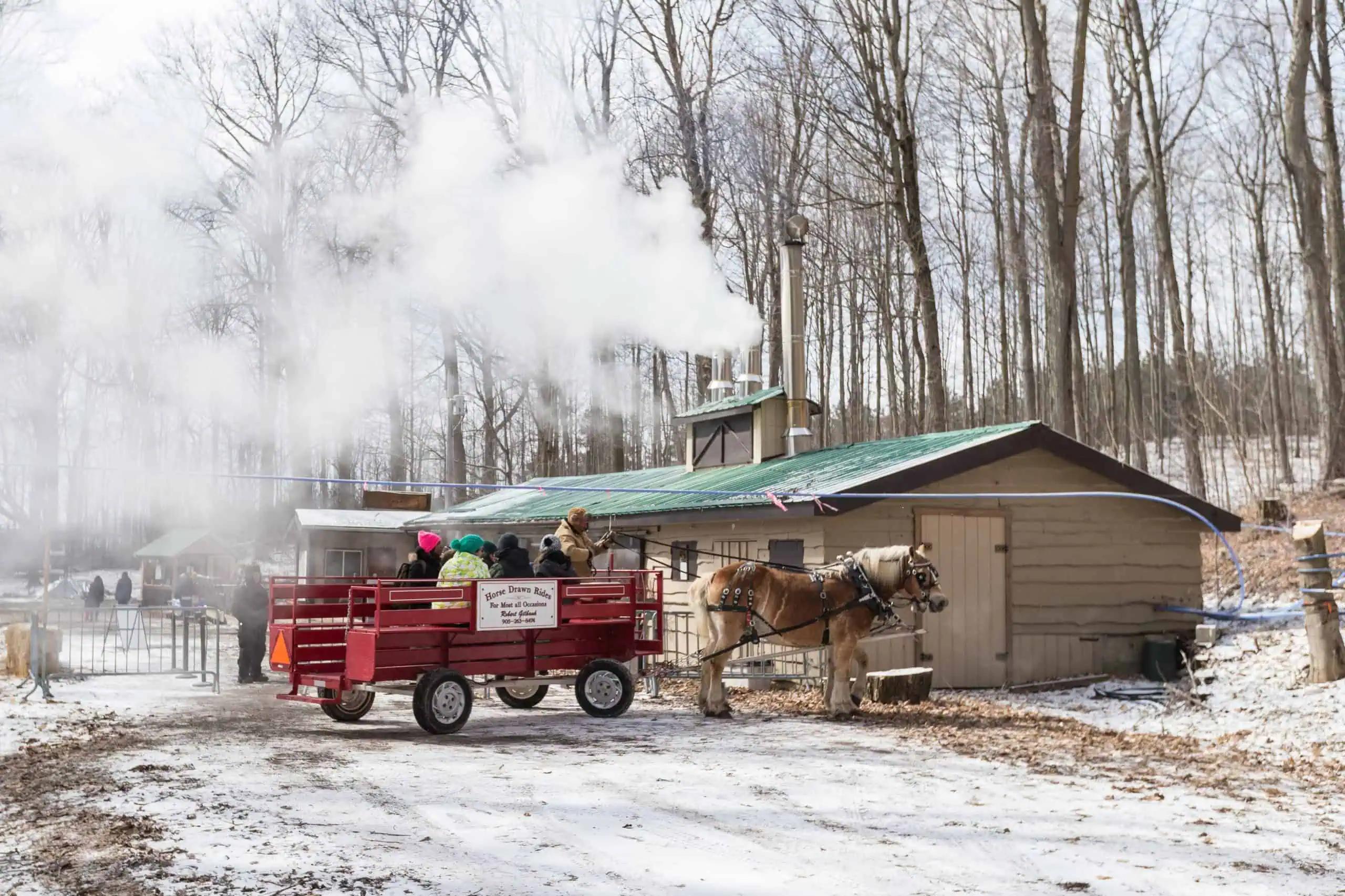 Sweet maple syrup season in full swing in Ontario’s sugar bush country [Video]