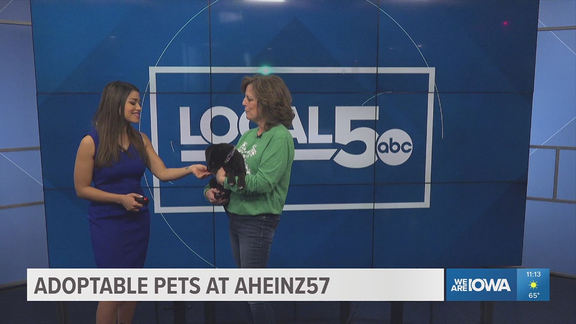 Meet Roscoe, one of many pets available to adopt at AHeinz57 Pet Rescue & Transport [Video]