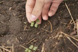 Canada canola farmers squeezed by trade wars on two fronts [Video]