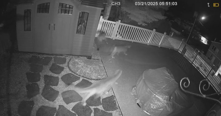 Caught on camera: 3 cougars appear in Summerland yard – Okanagan [Video]