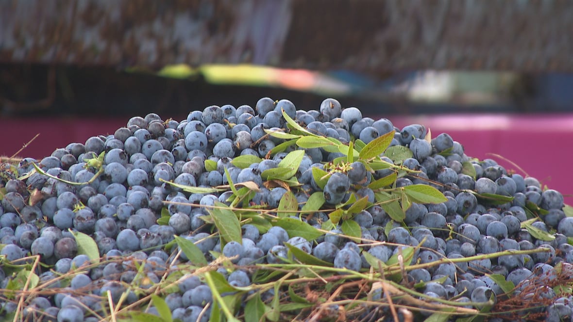 P.E.I. wild blueberry growers to vote again on a commodity marketing board after years of low prices [Video]