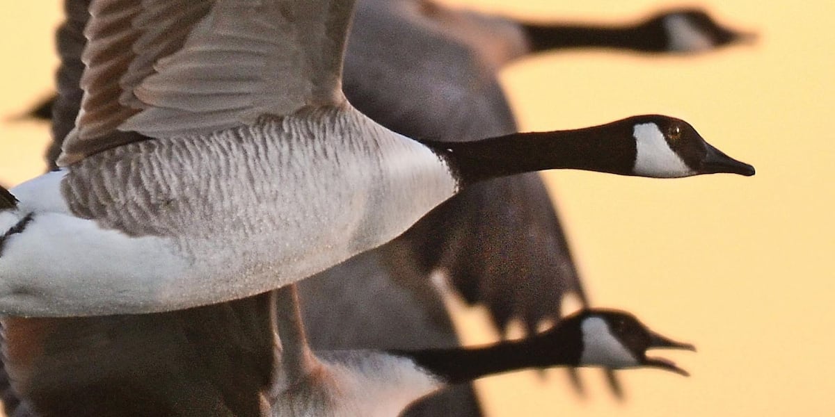 Federally Protected: Harassment of Canada geese could lead to prison time [Video]