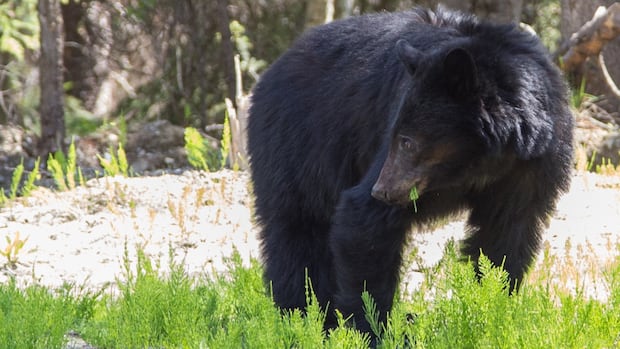 ‘Don’t have the headphones on’: Safety urged as B.C. bears emerge from hibernation [Video]