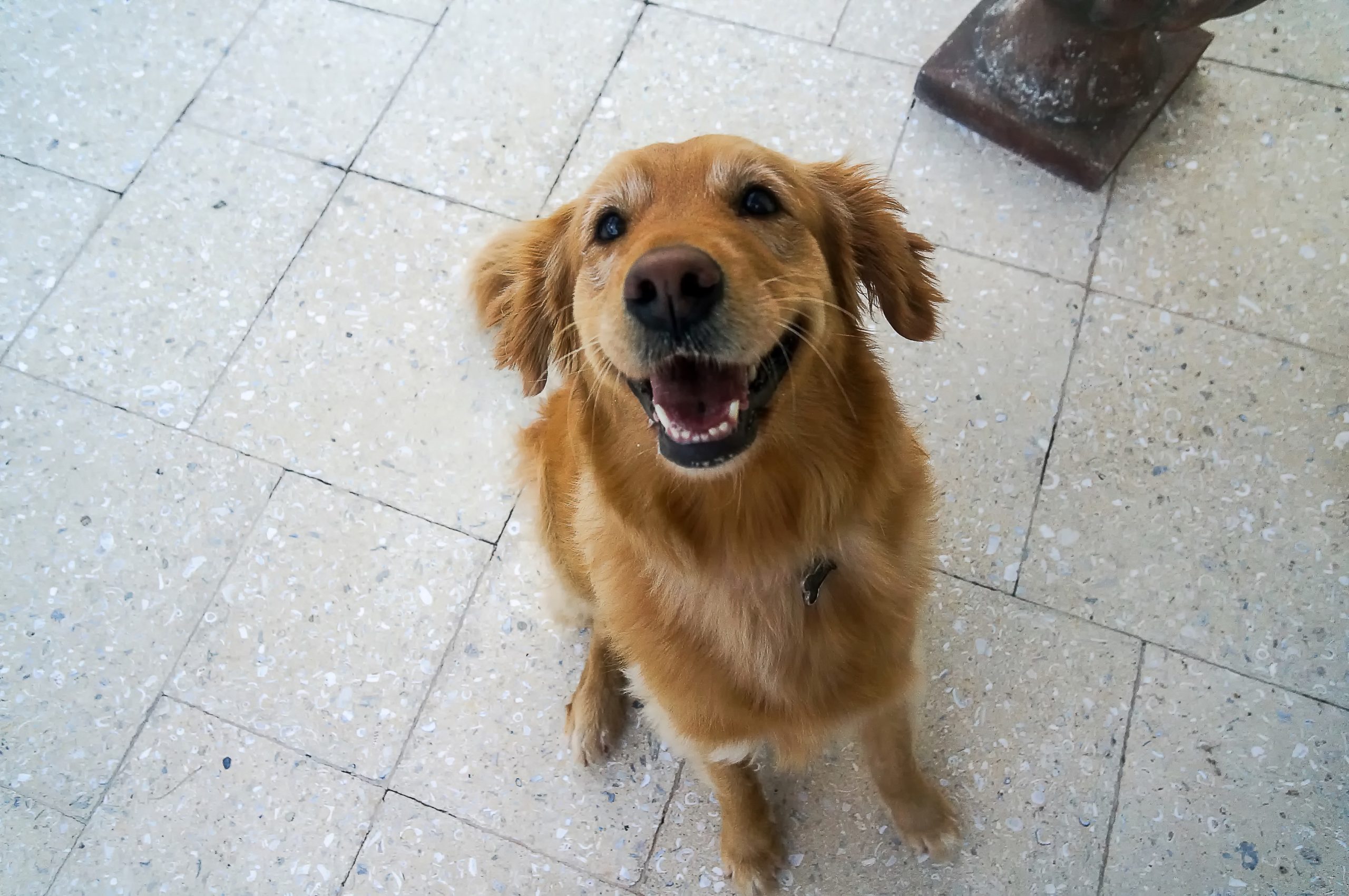 Dog Told ‘Be Gentle’ With Mozzarella StickHysterics at Result [Video]