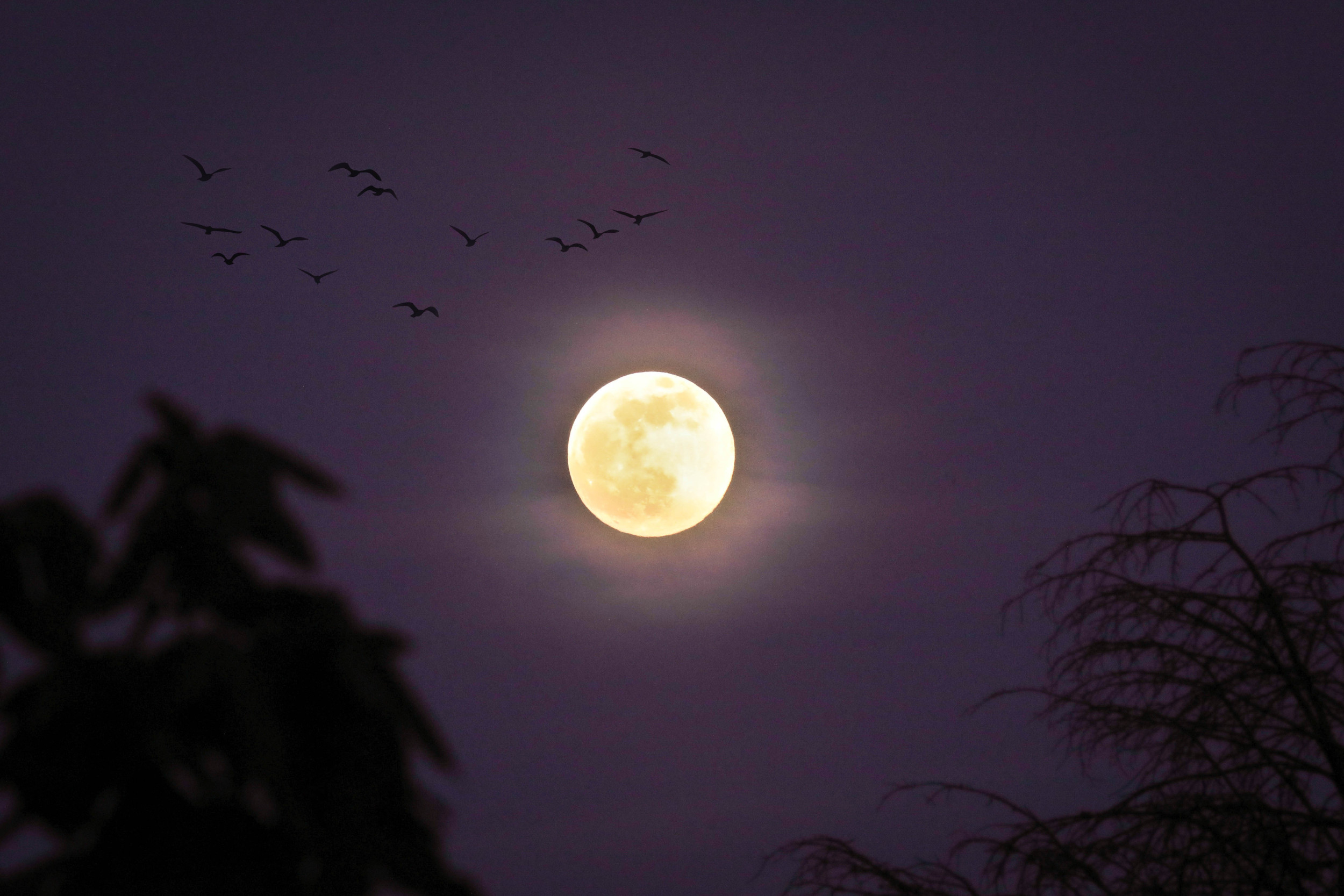 How To See Pink Full ‘Minimoon’ This Weekend [Video]