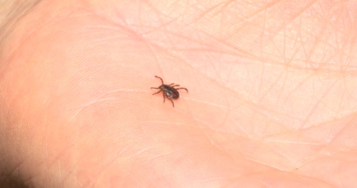 Nova Scotia research confirms lemongrass essential oil can repel ticks [Video]