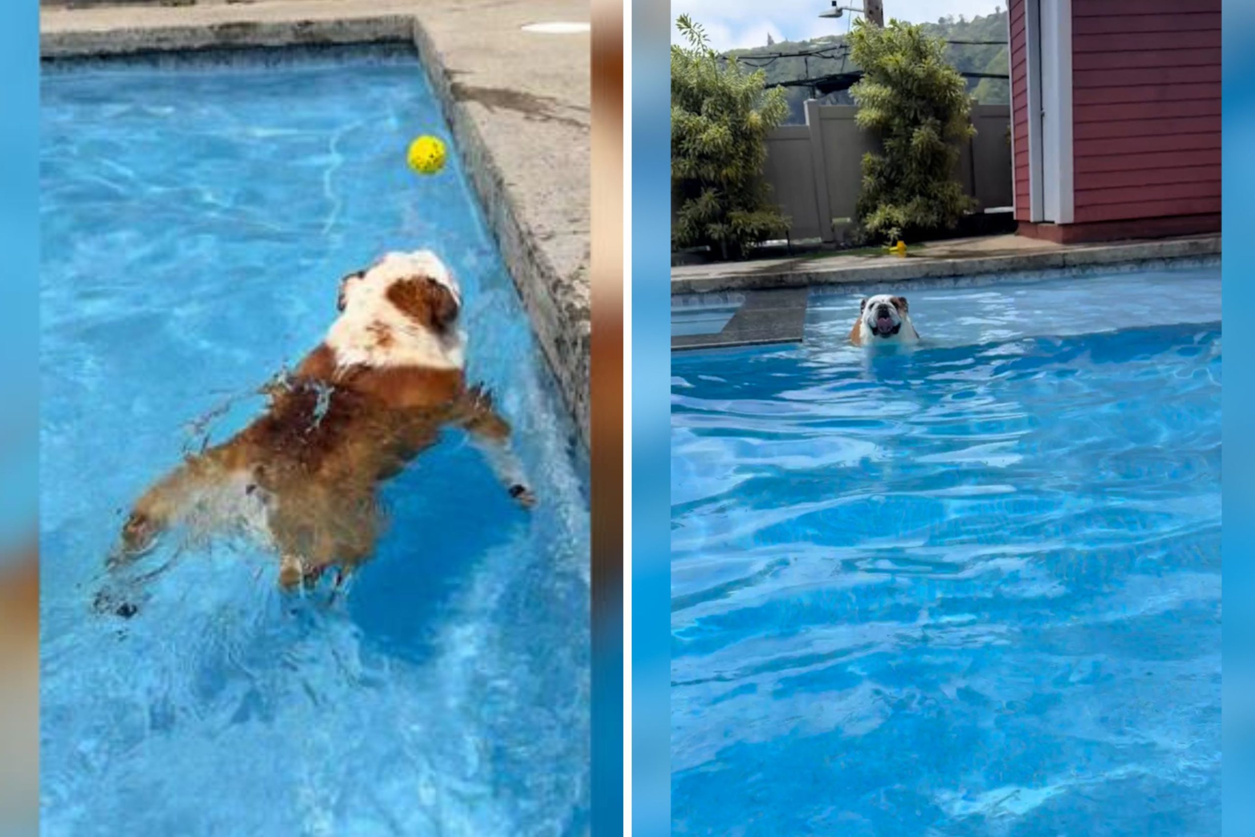 Internet Obsessed With Dog’s Way of Exercising as He ‘Doesn’t Like To Walk’ [Video]
