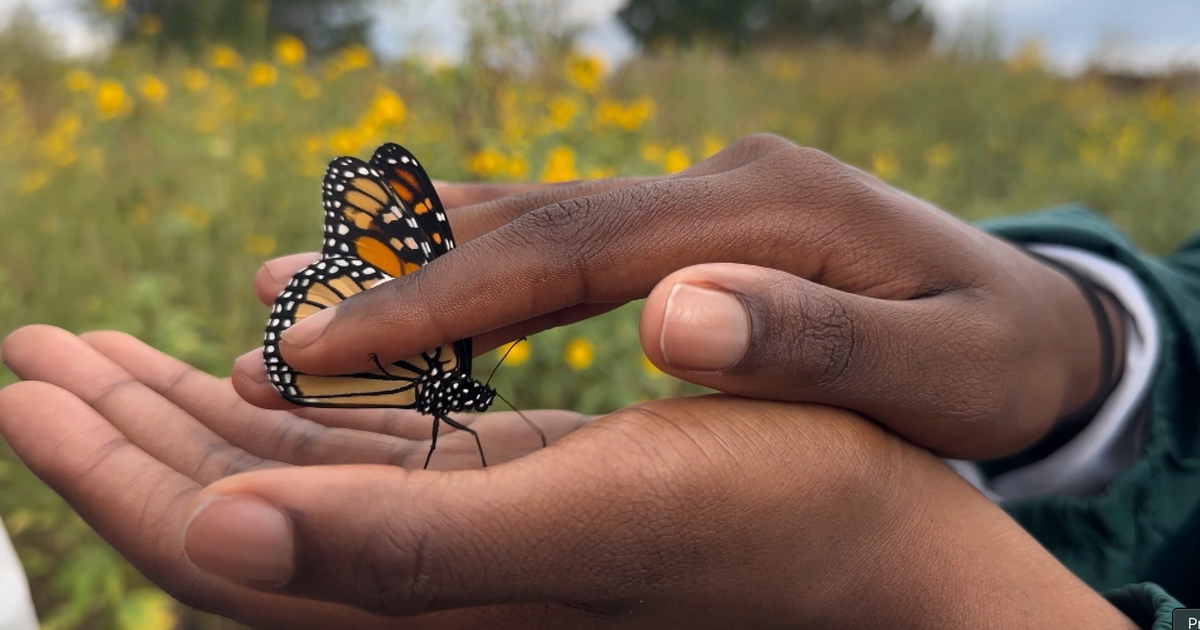 Monarch butterflies travel thousands of miles to Mexico. An inside look into the mystery migration. [Video]