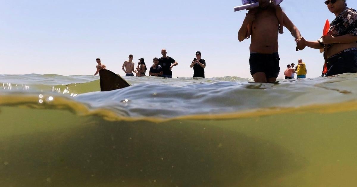 Sharks drew crowds who swam with them off Israel’s coast  until one man disappeared [Video]