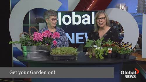 Gardeners Market This Weekend | Watch News Videos Online