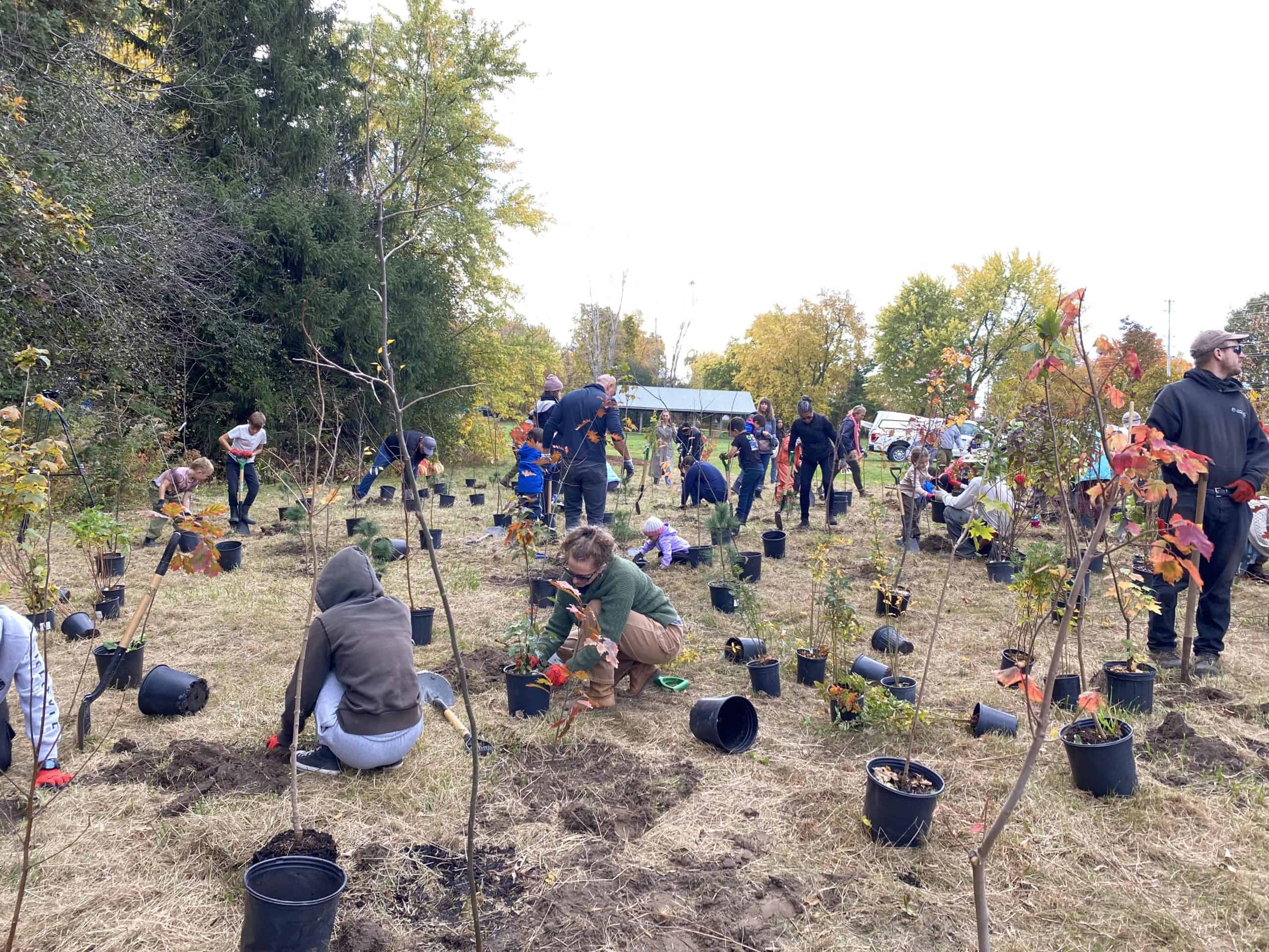 ‘Welcome Forest’ in shape of maple leaf being planted in Ontario town Saturday [Video]
