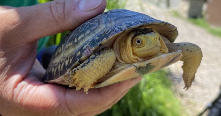 Ontarios new mining bill is a vendetta against species at risk: environmentalists [Video]