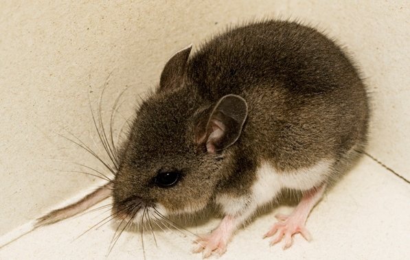 Spring cleaning? Watch out for hantavirus [Video]