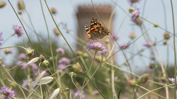Chasing butterflies around the globe changed this photographer’s worldview [Video]