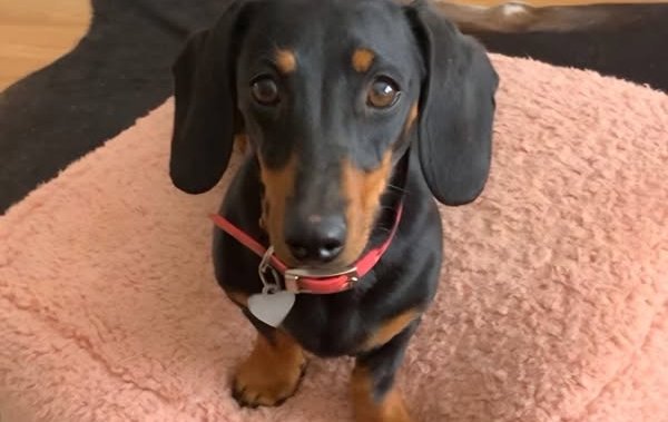 After being on the lam for 529 days, Valerie the dog finally rescued – National [Video]