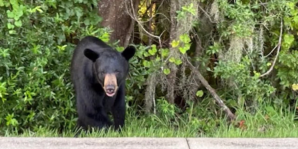 Dog owner fights off bear with bag of cookies: ‘I smacked the bear across the face’ [Video]