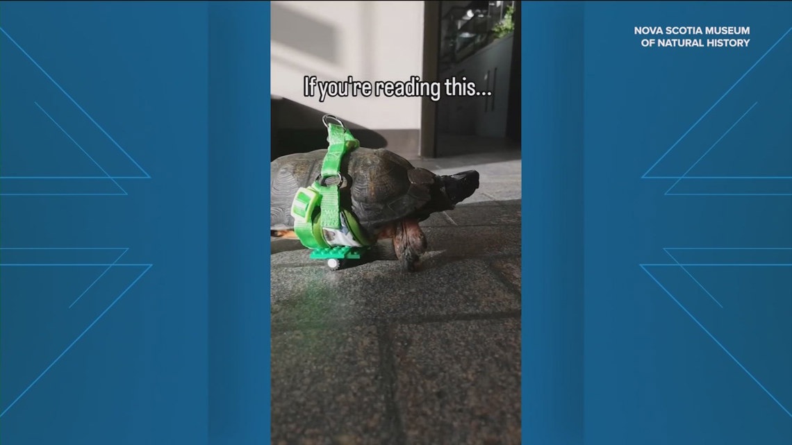 Museum workers make turtle a mobility aid out of Legos [Video]