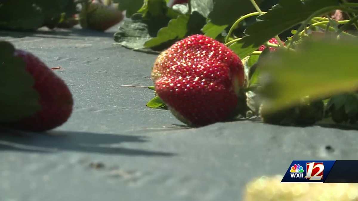 Strawberries are ready for picking at North Carolina farms [Video]