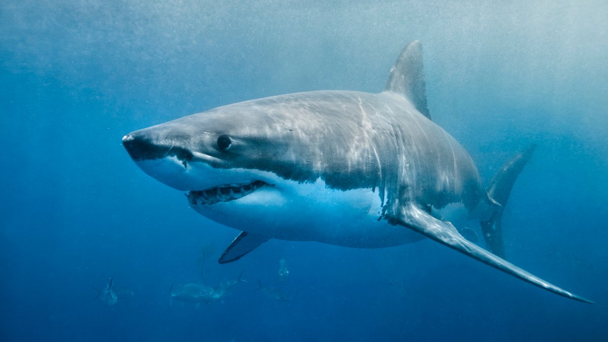 Great white sharks are key to healthy ocean ecosystem, researcher says  NBC Boston [Video]