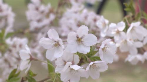 Heres when to see the cherry blossoms at High Park in bloom [Video]