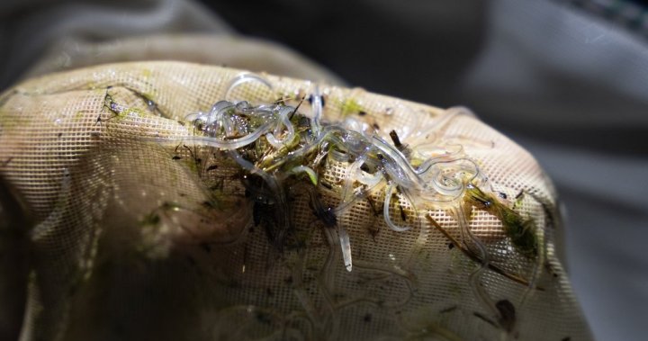 For Mikmaq fishers working within Ottawas baby eel rules, its a peaceful season [Video]